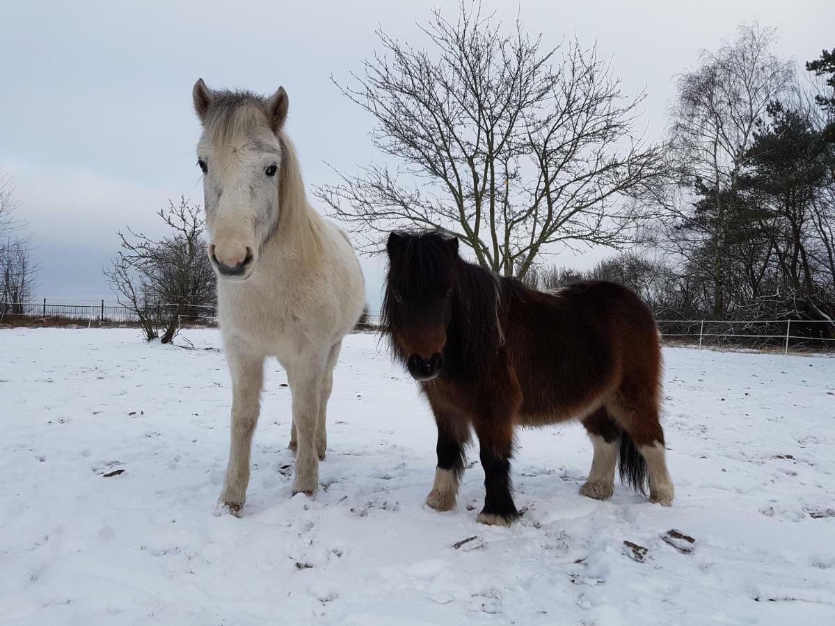 Lejlighed Doppelhaushaelfte Nordwind Vom Naturhof Usedom Bannemin