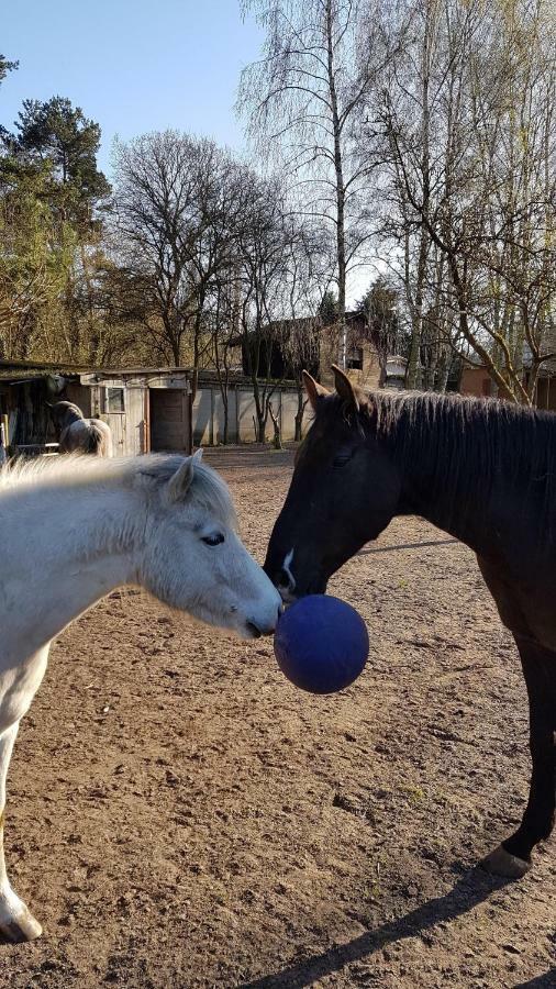 Doppelhaushaelfte Nordwind Vom Naturhof Usedom *