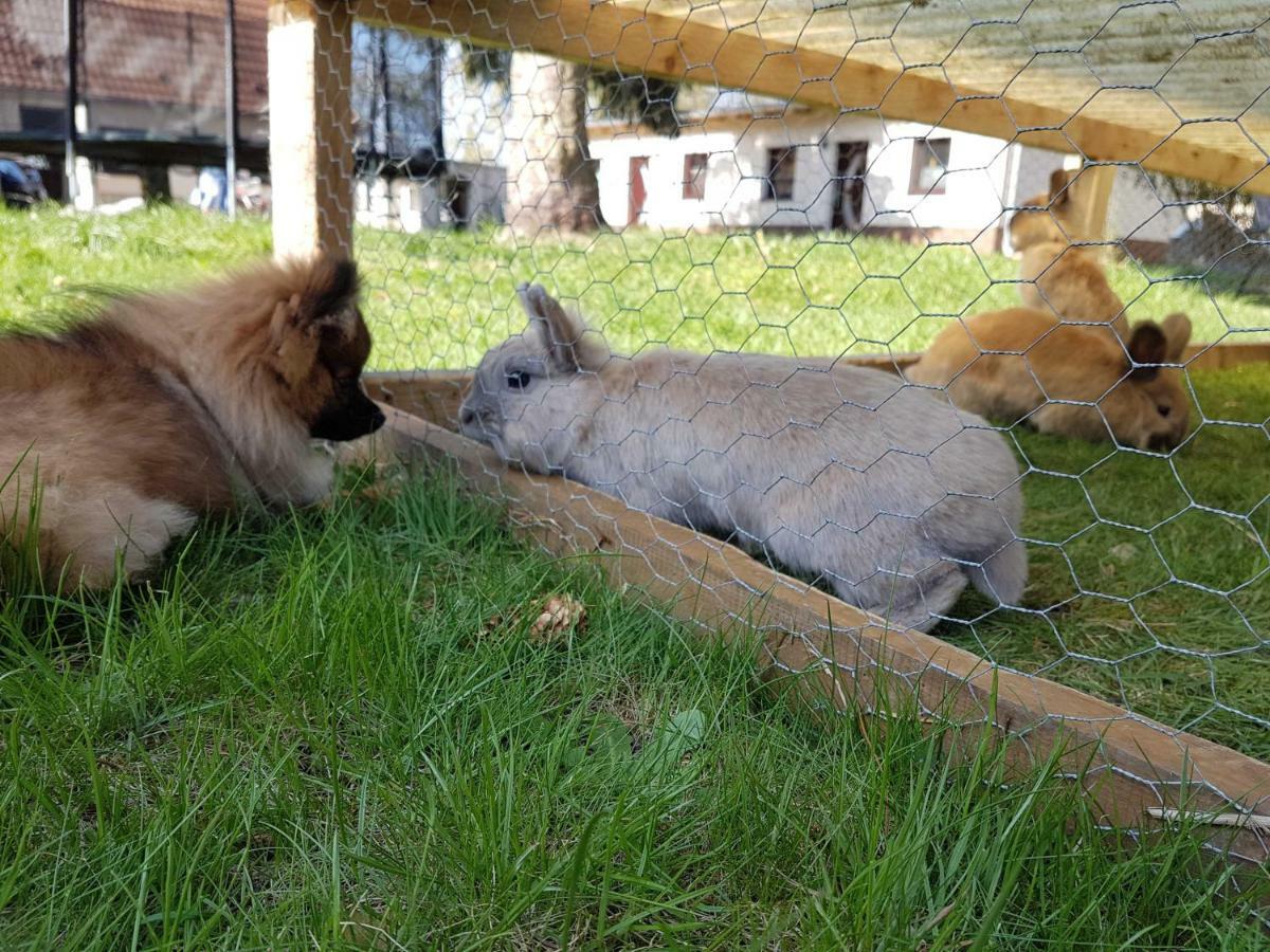 Doppelhaushaelfte Nordwind Vom Naturhof Usedom