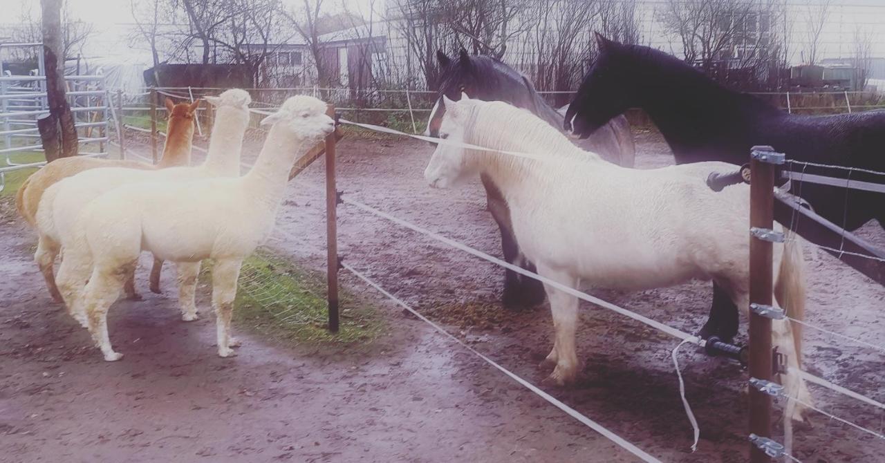 Doppelhaushaelfte Nordwind Vom Naturhof Usedom *